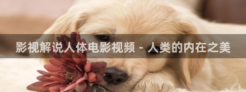 新视觉做自己的光