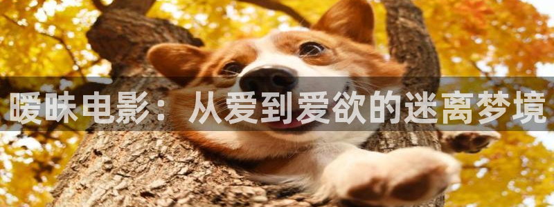 yy6086新视觉：暧昧电影：从爱到爱欲的迷离梦境