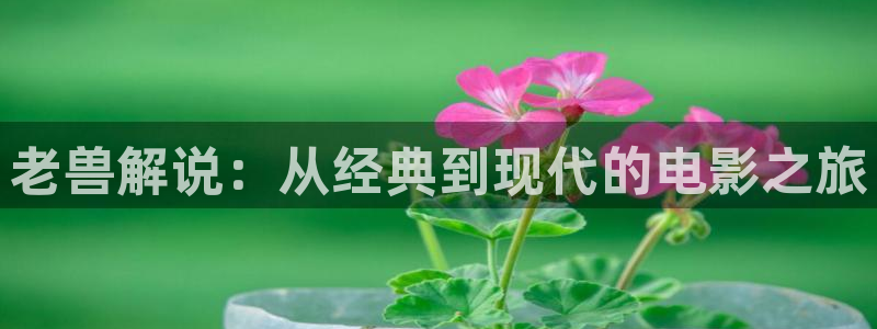 600800新视觉：老兽解说：从经典到现代的电影之旅